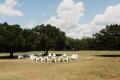 Outdoor recovery group seating area arranged in a circle on a grassy field