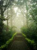 Peaceful forest pathway leading through trees, symbolizing healing, recovery, hope, and personal growth