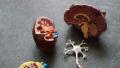 Brain and nervous system models representing neuroscience, mental health treatment, addiction recovery, and whole-person healing