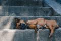 Dog sleeping peacefully on outdoor concrete steps, representing restful sleep and relaxation