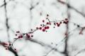 Close-up of red berries on a frosted branch during winter