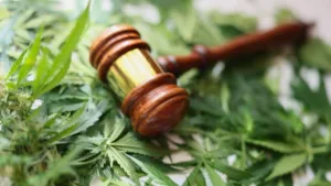 Judge's gavel on cannabis leaves representing Delta-8 and Delta-9 THC laws