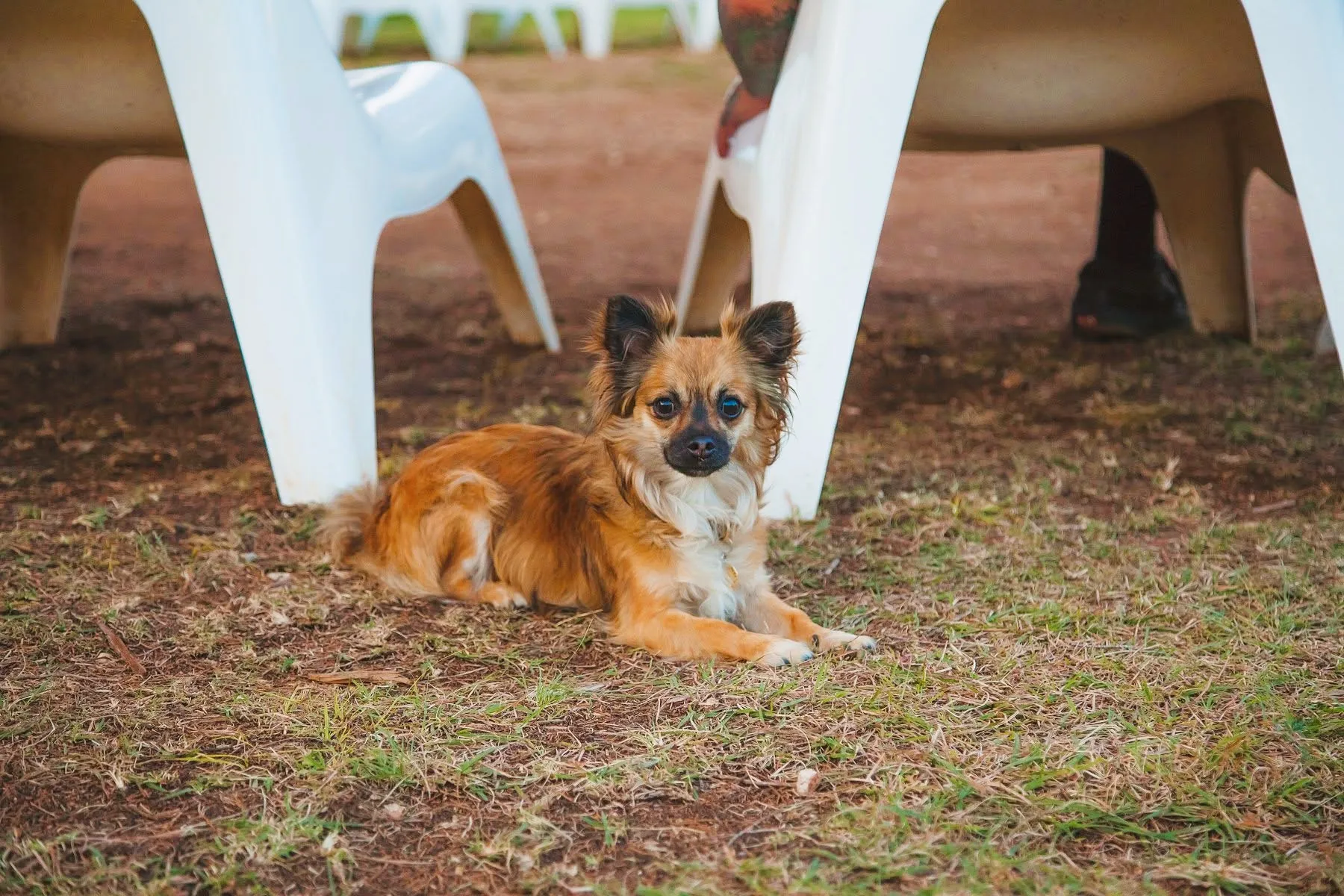 dog-friendly-addiction-detox-rehab-center-canyon-lake-texas-7.jpg
