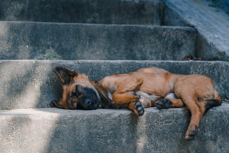 Dog sleeping peacefully on outdoor concrete steps, representing restful sleep and relaxation