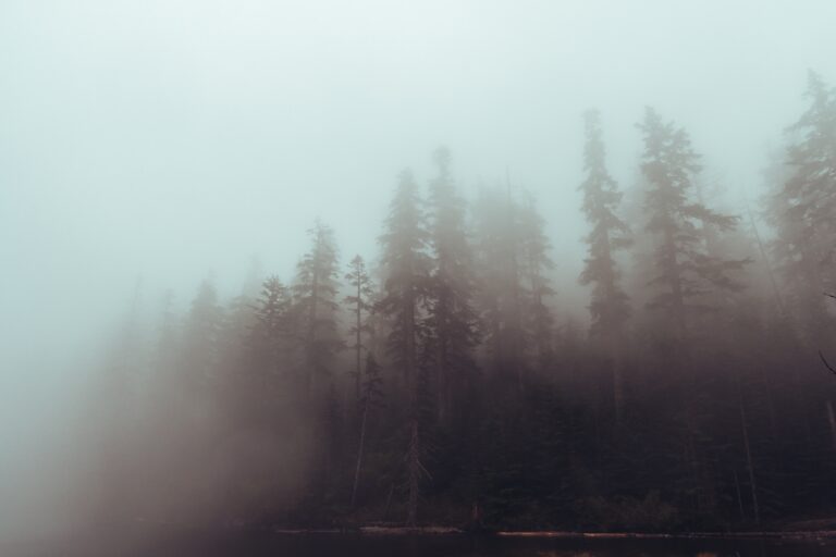 Fog-covered forest with tall pine trees creating a calm and reflective natural setting