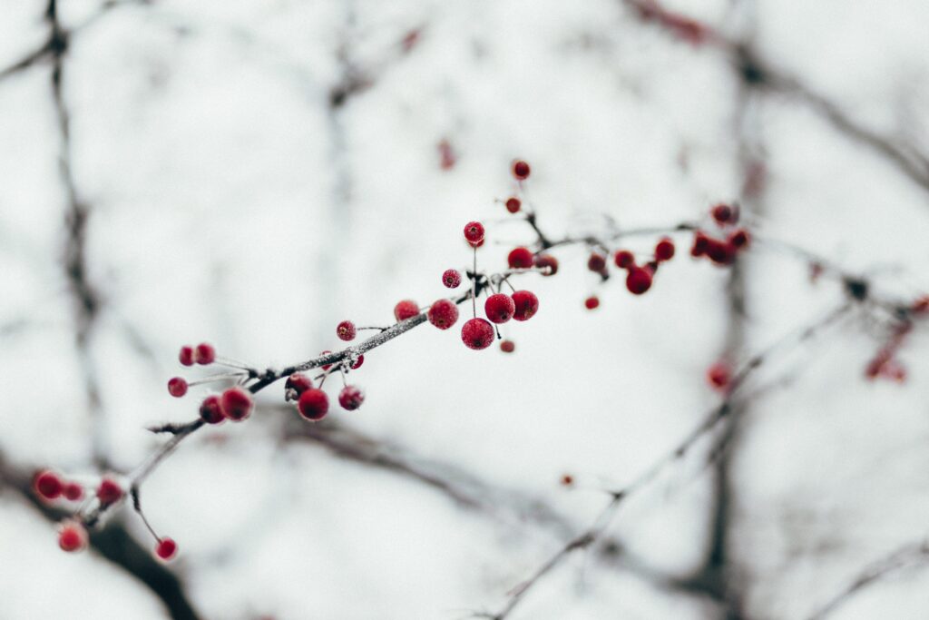 Close-up of red berries on a frosted branch during winter