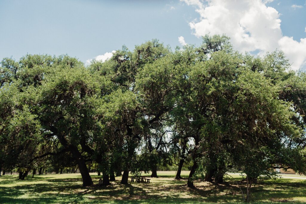 Large oak trees providing shade in a peaceful natural setting at Windmill Wellness Ranch