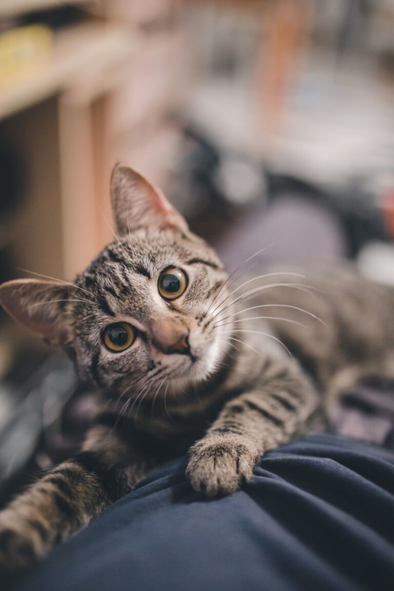 Close-up of a tabby cat resting on a soft surface and looking directly at the camera
