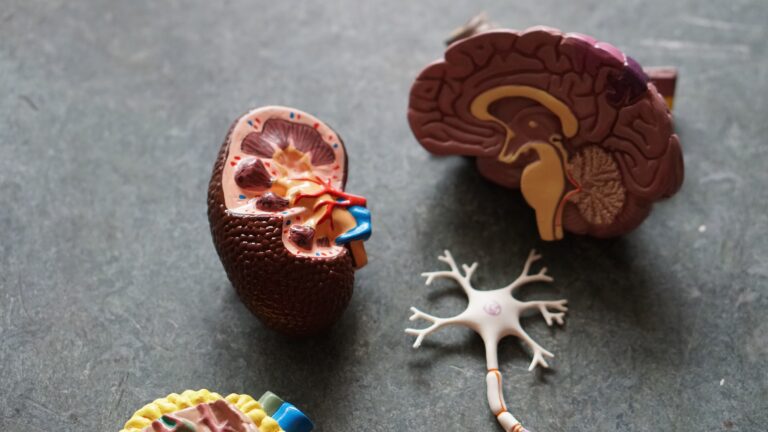 Brain and nervous system models representing neuroscience, mental health treatment, addiction recovery, and whole-person healing